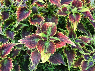 Colorful leaves of coleus (Plectranthus scutellarioides), coleus blumei