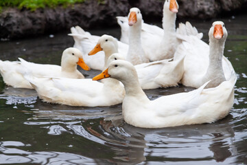 Obraz premium A flock of ducks and geese of white color with yellow beaks close-up against a background of green grass on a summer day save themselves from the heat.