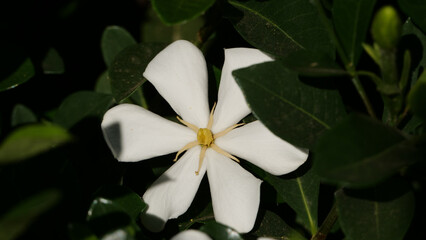 Closeup shot of a blooming white gardenia flower