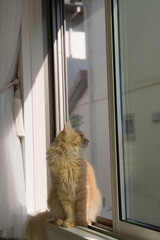 窓の外を見る猫（マンチカン）