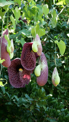 Vertical shot of Dutchman's pipe