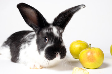 Fototapeta na wymiar Cute black rabbit on a white background with apples. Food for rabbits. Balanced pet bunny food. Nice funny pets