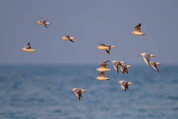 Kokmeeuw, Black-headed Gull, Croicocephalus ridibundus