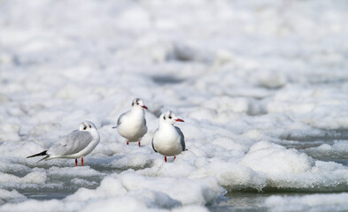 Kokmeeuw, Common Black-headed Gull, Croicocephalus ridibundus