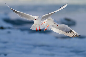 Kokmeeuw, Common Black-headed Gull, Croicocephalus ridibundus