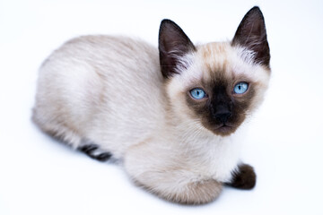 siamese thai kitten with big blue eyes