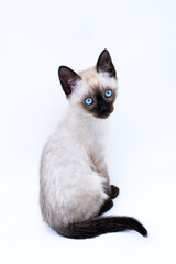 siamese thai kitten with big blue eyes