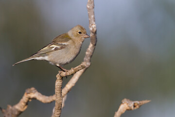 Atlas Vink, Atlas Chaffinch, Fringilla coelebs africana