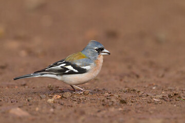 Atlas Vink, Atlas Chaffinch, Fringilla coelebs africana