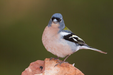 Atlas Vink, Atlas Chaffinch, Fringilla coelebs africana
