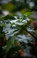 green leaves after rain, macro shots