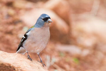 Atlas Vink, Atlas Chaffinch, Fringilla coelebs africana