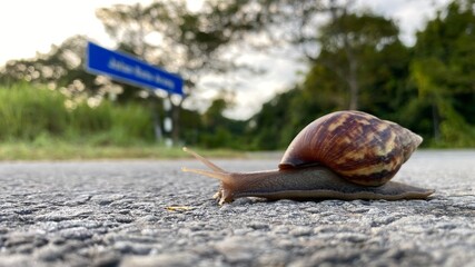 A snail on the road