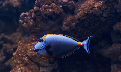 Fototapeta na wymiar Caesio teres fish. Underwater close up view of tropical animals. Life in ocean