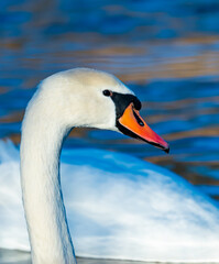 Close up of a Cygnus swan neck and head.