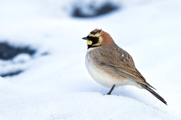 Atlasstrandleeuwerik, Atlas Horned Lark, Eremophila atlas