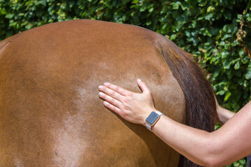 physical therapy for horse, Exercise and regeneration for horses, woman is working with horse for...