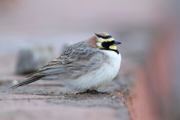 Atlasstrandleeuwerik, Atlas Horned Lark, Eremophila atlas