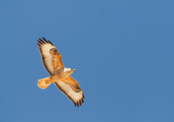 Atlasarendbuizerd, Atlas Long-legged Buzzard, Buteo rufinus cirtensis