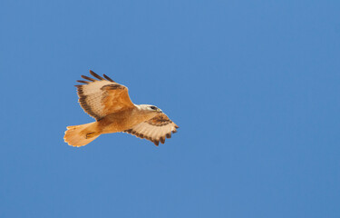 Atlasarendbuizerd, Atlas Long-legged Buzzard, Buteo rufinus cirtensis