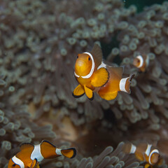 Fototapeta na wymiar A clown fish or nemo fish in a marine anemone