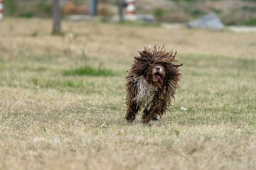A happy spanish water dog running on the green grass with all it's hair moving.