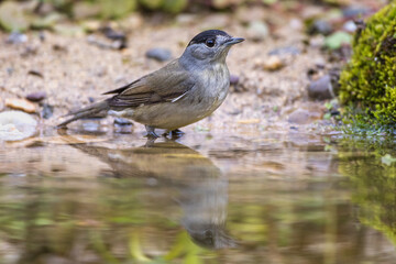 Mönchsgrasmücke (Sylvia atricapilla) Männchen