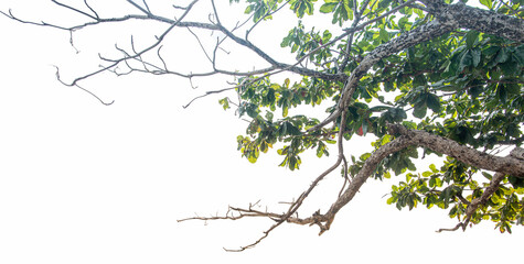 
Leaves and branches on a white background