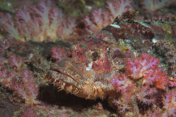 Red Scorpionfish in the Pacific Ocean. Pacific marine fauna. Koh lippe island
