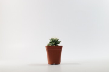 Mini cactus in a pot