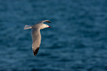 Audouins Meeuw, Audouin's Gull; Ichthyaetus audouinii