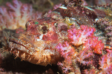 Red Scorpionfish in the Pacific Ocean. Pacific marine fauna. Koh lippe island