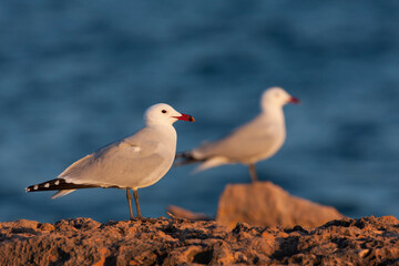 Audouins Meeuw, Audouin's Gull; Ichthyaetus audouinii