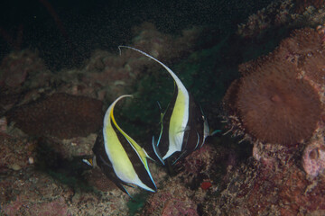 Underwater image Moorish idol in the Pacific Ocean. Pacific marine fauna. Koh lippe island