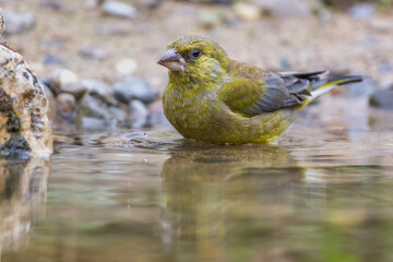 Grünfink (Carduelis chloris) an Wasserstelle