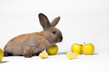 Fototapeta na wymiar Brown domestic rabbit with apples on a white background with a place for text copy space for postcard or calendar