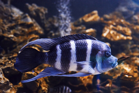 Cyphotilapia frontosa. Underwater close up view of tropical fishes. Life in ocean