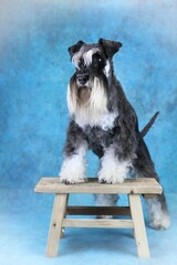 miniature schnauzer on a chair blue background