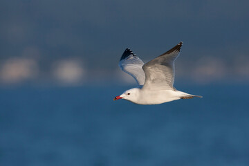 Audouins Meeuw, Audouin's Gull; Ichthyaetus audouinii