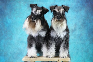 two schnauzer miniature blue background 