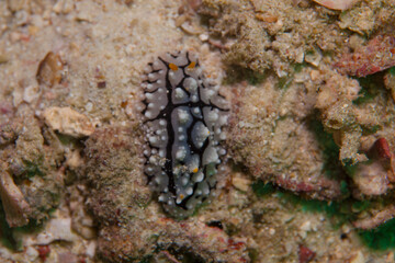 nudibranch or slug in mediterranean sea