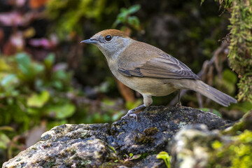 Mönchsgrasmücke (Sylvia atricapilla) Weibchen