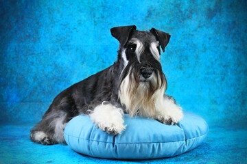 miniature schnauzer  on blue