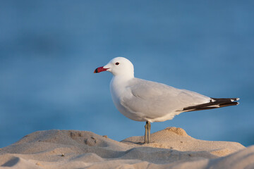 Audouins Meeuw, Audouin's Gull; Ichthyaetus audouinii