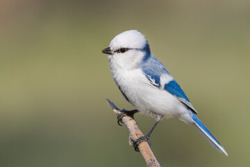 Azuurmees, Azure Tit, Cyanistes cyanus koktalensis © AGAMI