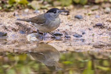 Mönchsgrasmücke (Sylvia atricapilla) Männchen