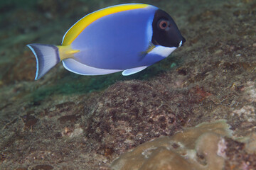 Obraz premium Surgeonfish in the Pacific Ocean. Pacific marine fauna. Koh lippe island