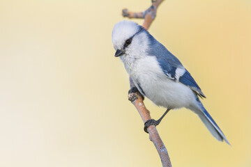 Azuurmees, Azure Tit, Cyanistes cyanus koktalensis