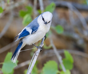 Azuurmees, Azure Tit, Cyanistes cyanus koktalensis