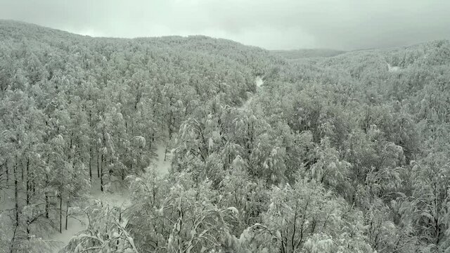 Strda di montagna innevata, in mezzo agli alberi coperti di neve.
Vista aerea di paesaggio invernale. Strada di montaggna sotto la neve in mezzo al bosco di pini